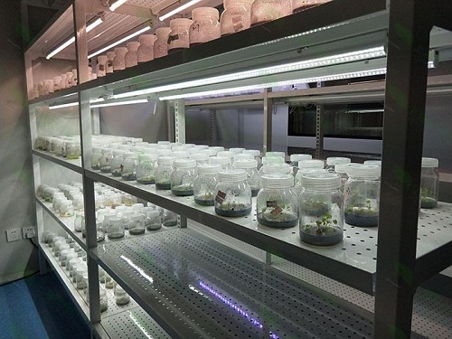 抚州植物组织培养实验室设计建设方案